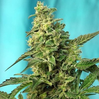 Green Poison - F1 Fast Version (Sweet Seeds) feminiserede cannabisfr&oslash;