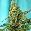Green Poison - F1 hurtig version (Sweet Seeds) Feminiserede