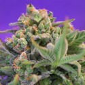 Sweet Cheese - F1 hurtig version (Sweet Seeds) Feminiserede