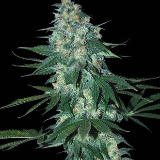 El Alquimista (Samsara Seeds) Feminiserede