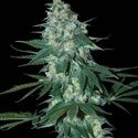 El Alquimista (Samsara Seeds) Feminiserede