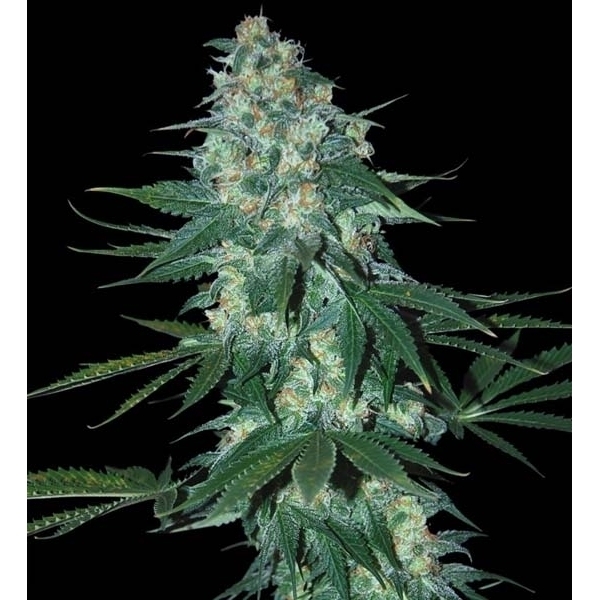 El Alquimista (Samsara Seeds) Feminiserede