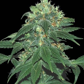 Punky Lion (Samsara Seeds) feminiserede cannabisfr&oslash;
