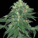 Punky Lion (Samsara Seeds) Feminiserede
