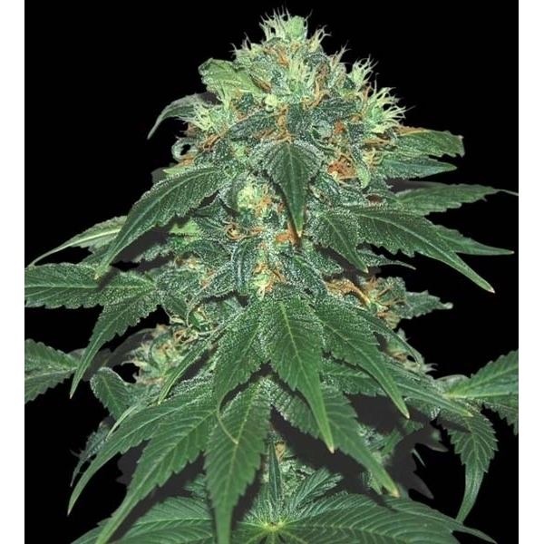 Punky Lion (Samsara Seeds) Feminiserede