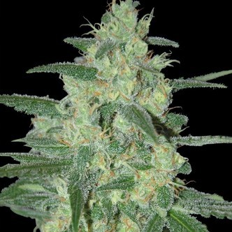 Holy Grail 69 (Samsara Seeds) feminiserede cannabisfr&oslash;