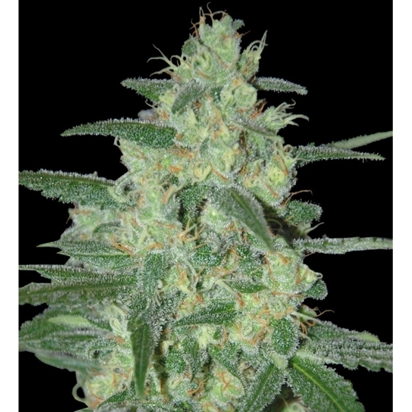 Holy Grail 69 (Samsara Seeds) Feminiserede