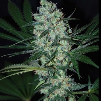 Green Love Potion (Samsara Seeds) feminiserede