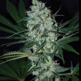 Green Love Potion (Samsara Seeds) Feminiserede