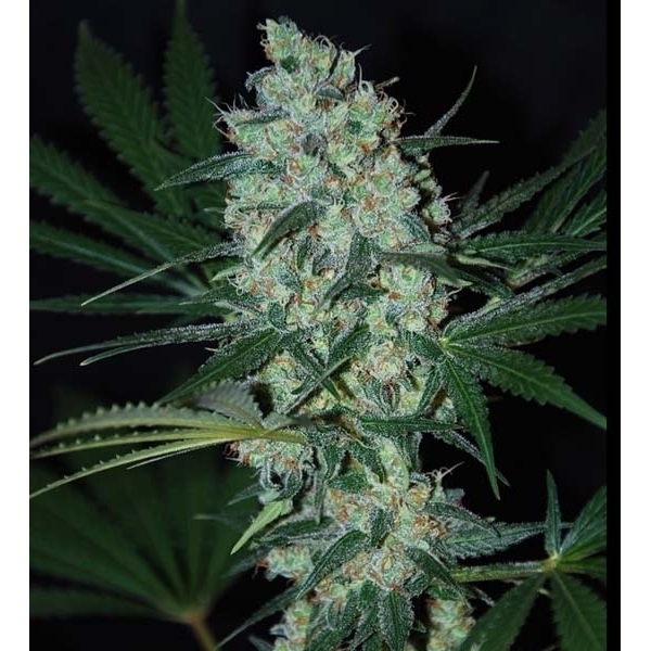 Green Love Potion (Samsara Seeds) Feminiserede