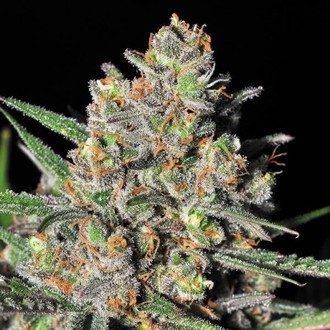 Green Love Potion (Samsara Seeds) Feminiserede