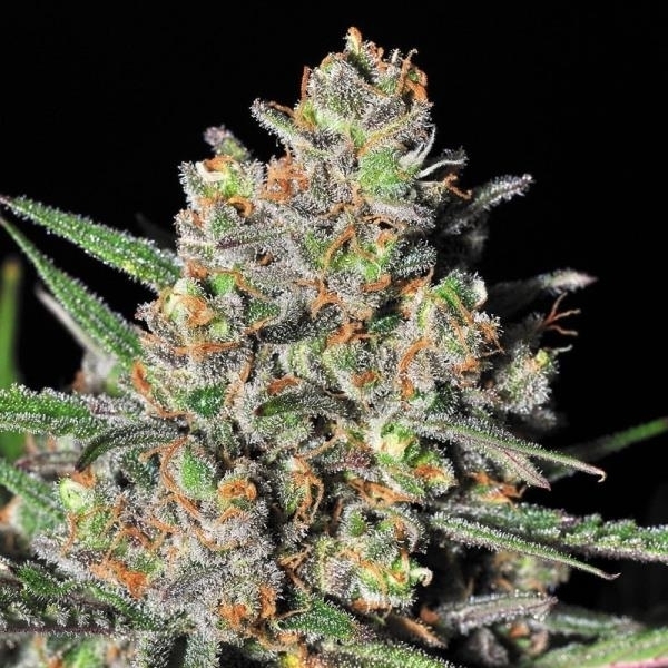 Green Love Potion (Samsara Seeds) Feminiserede