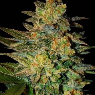 Spiritual Punk (Samsara Seeds) feminiserede