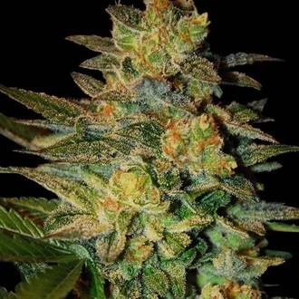 Spiritual Punk (Samsara Seeds) Feminiserede