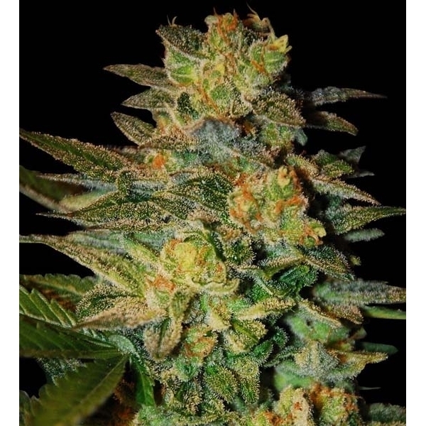 Spiritual Punk (Samsara Seeds) Feminiserede