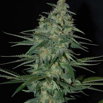 Sweet Black Angel (Samsara Seeds) feminiserede