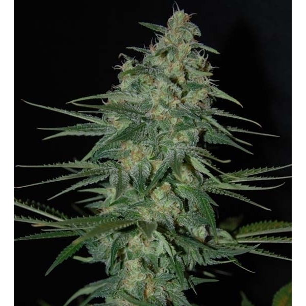 Sweet Black Angel (Samsara Seeds) Feminiserede