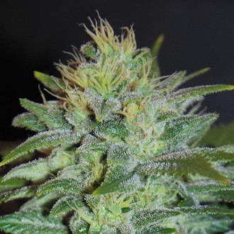 Sweet Black Angel (Samsara Seeds) Feminiserede