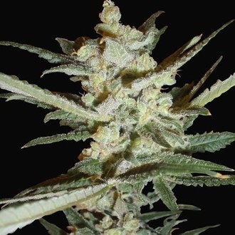 Supersonic Cristal Storm Autoflower (Samsara Seeds) Feminiserede