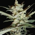 Supersonic Cristal Storm Autoflower (Samsara Seeds) Feminiserede