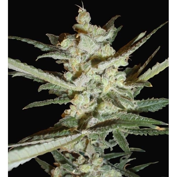 Supersonic Cristal Storm Autoflower (Samsara Seeds) Feminiserede