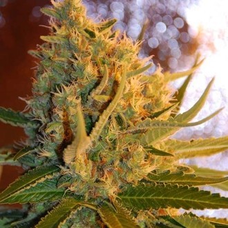 Shot Adrenaline Autoflower (Samsara Seeds) Feminiserede