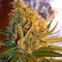 Shot Adrenaline Autoflower (Samsara Seeds) Feminiserede