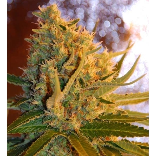 Shot Adrenaline Autoflower (Samsara Seeds) Feminiserede