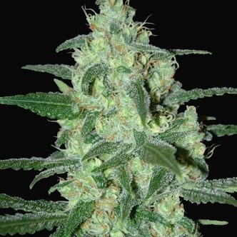 Thunder Bloody Mary Automatic (Samsara Seeds) feminiserede