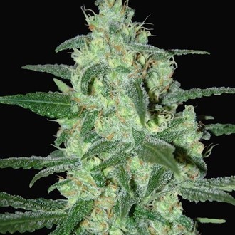 Thunder Bloody Mary Autoflower (Samsara Seeds) Feminiserede
