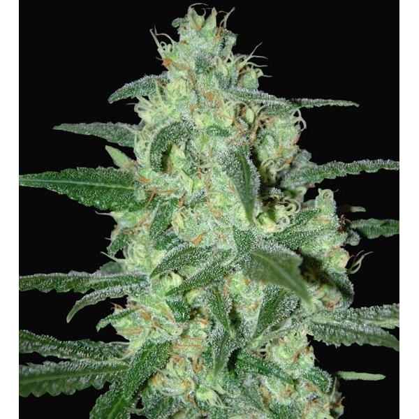 Thunder Bloody Mary Autoflower (Samsara Seeds) Feminiserede