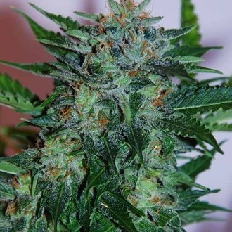 Flash Babylon Auto (Samsara Seeds) Feminiserede