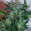 Flash Babylon Auto (Samsara Seeds) Feminiserede