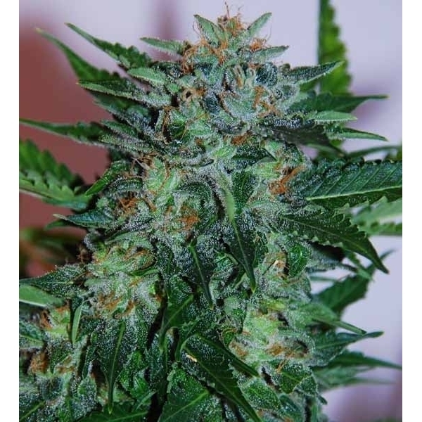 Flash Babylon Auto (Samsara Seeds) Feminiserede