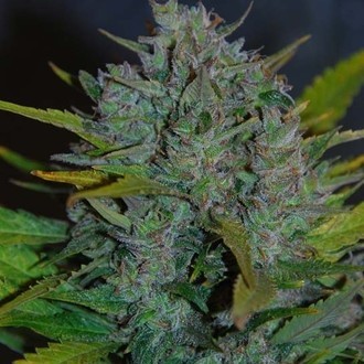 Ultraviolet Autoflower (Samsara Seeds) Feminiserede