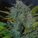 Ultraviolet Autoflower (Samsara Seeds) Feminiserede