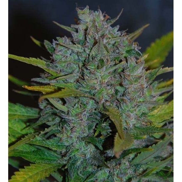 Ultraviolet Autoflower (Samsara Seeds) Feminiserede