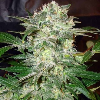 Mazar Kush (World Of Seeds) Feminiserede
