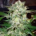 Mazar Kush (World Of Seeds) Feminiserede