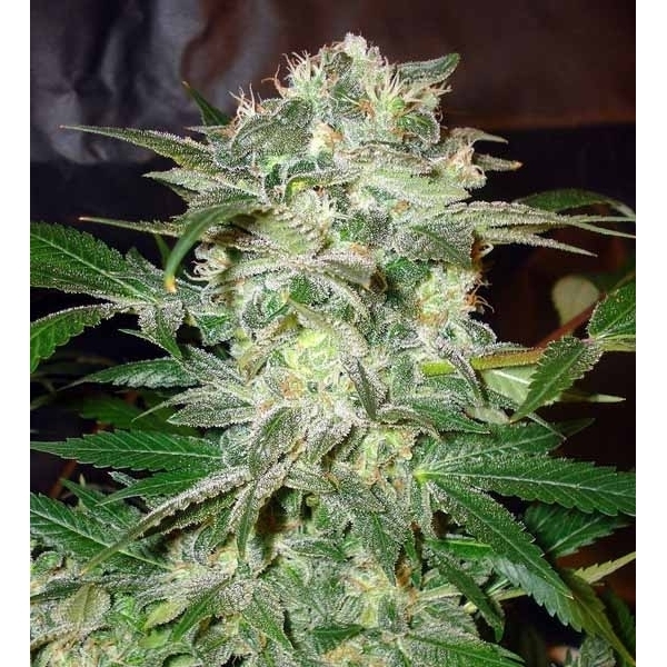 Mazar Kush (World Of Seeds) Feminiserede
