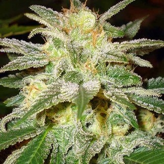 New York 47 (World Of Seeds) feminiserede cannabisfr&oslash;