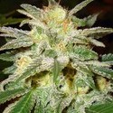 New York 47 (World Of Seeds) Feminiserede