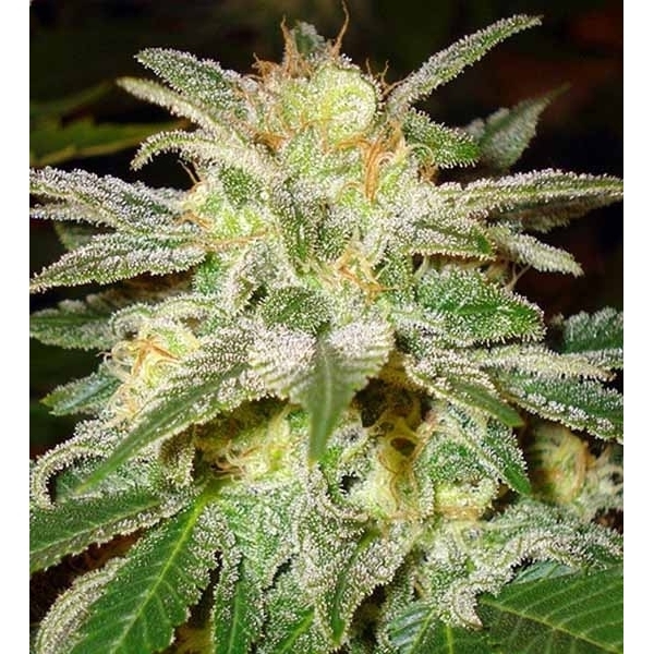 New York 47 (World Of Seeds) Feminiserede
