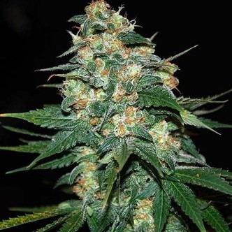 Skunk 47 (World Of Seeds) feminiserede cannabisfr&oslash;