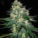 Skunk 47 (World Of Seeds) Feminiserede