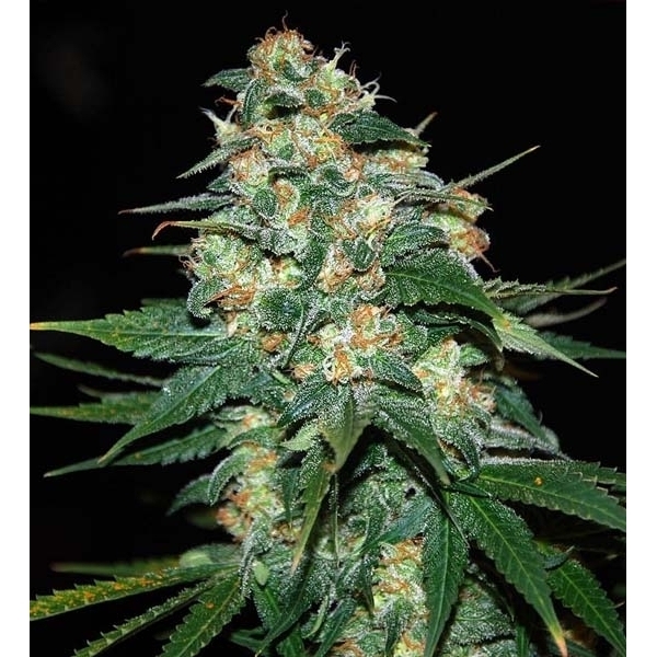 Skunk 47 (World Of Seeds) Feminiserede