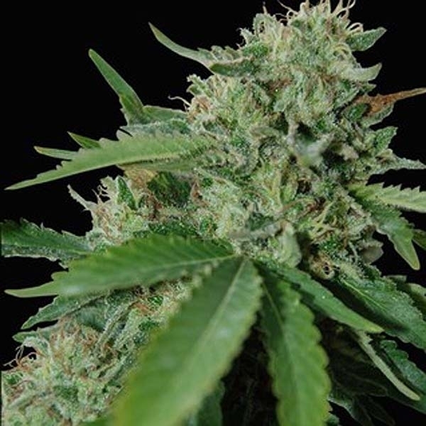 Yumbolt 47 (World Of Seeds) Feminiserede