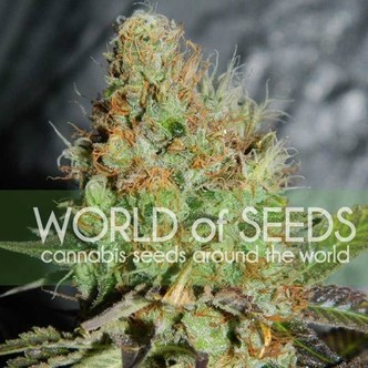 Afghan Kush Special (World Of Seeds) feminiserede cannabisfr&oslash;