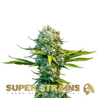 Next Of Kin (Super Strains) feminiserede