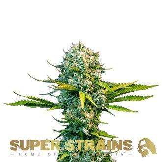 Next Of Kin (Super Strains) Feminiserede